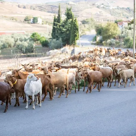 Andalucian Serenity At Cortijo Lucero * Villanueva de la Concepción